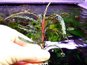 Bucephalandra sp. "Velvet Leaf 4"